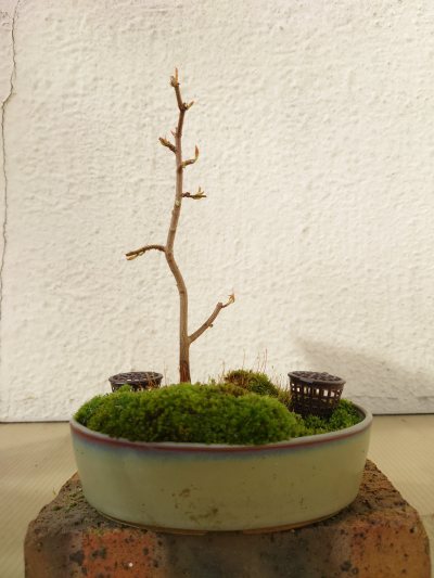 Acer Buergerianum bouture
