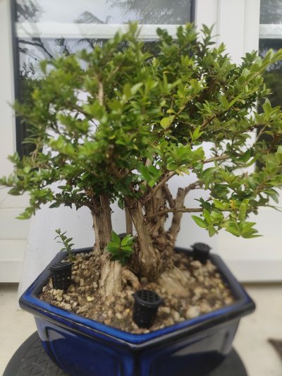 Lonicera Reno