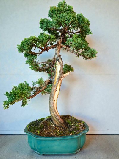 Juniperus chinensis Kishu