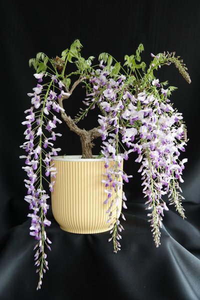 Glycine