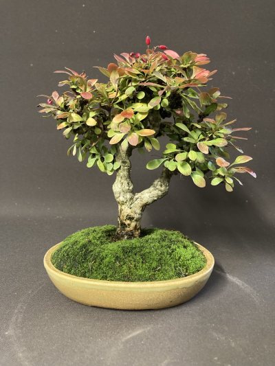 Shohin Berberis autopurpurea (Épine vinette)