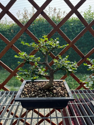 Cotoneaster caducifoglia 4