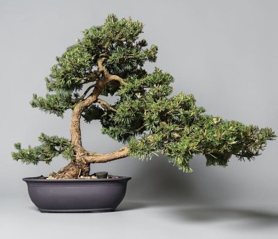 Pins Sylvestre KenshoBonsais