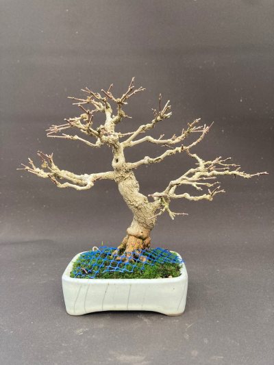 Shohin Premna Japonica
