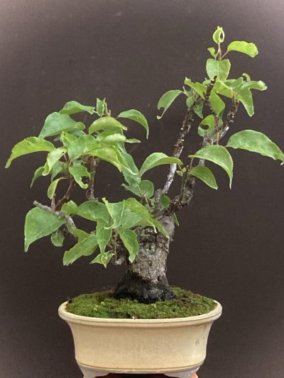Shohin Prunus Mume