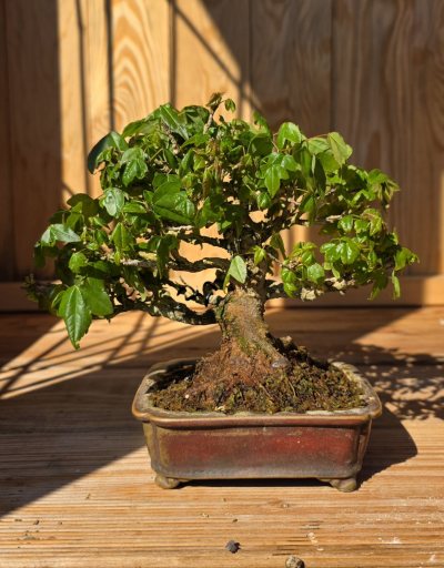 Dreispitzahorn Shohin
