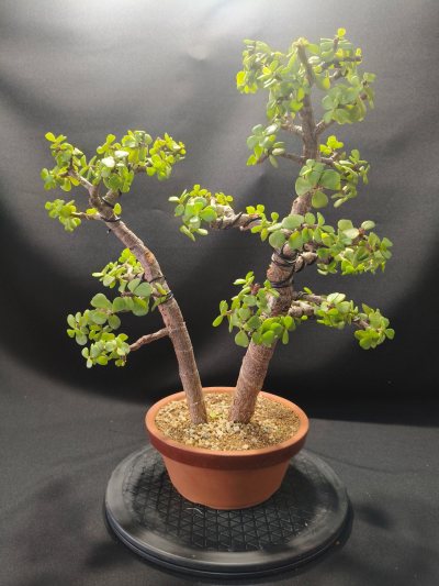 Portulacaria