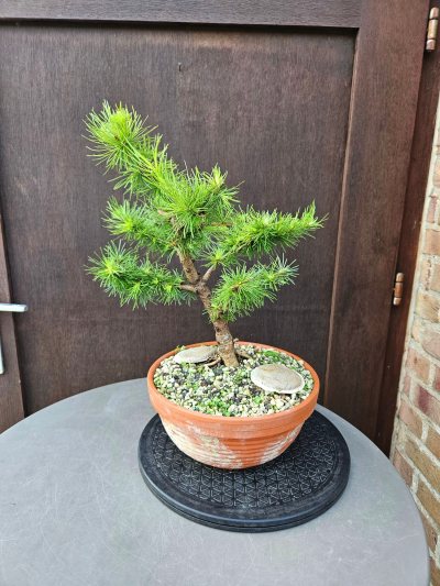 Larix Kaempferi