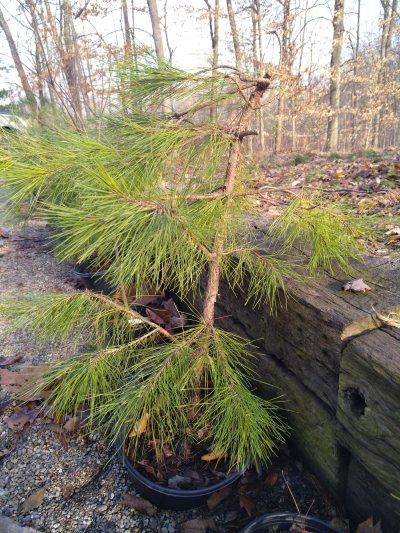 Shortleaf Pine, shade swept Yamadory