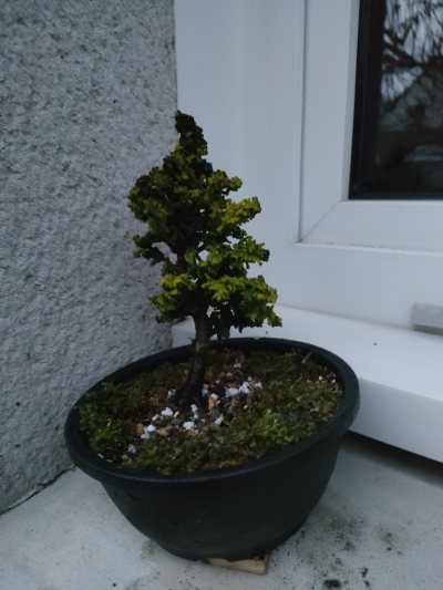 Chamaecyparis "Chirimen"