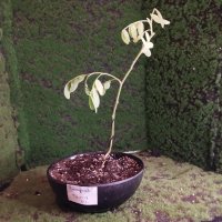Trasplante - 11/1/26 - Photo 1/1
