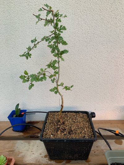 Aubépine IACM 1001