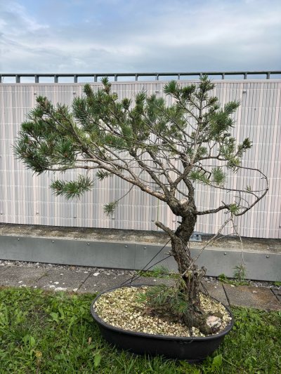Pin Sylvestre