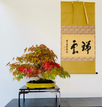 Momiji