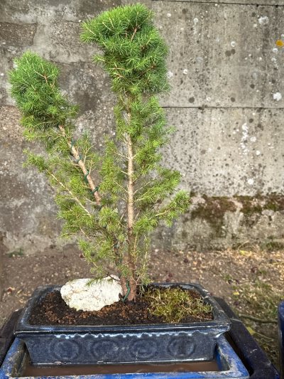 Picea Glauca Conica