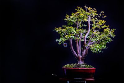 Jabuticaba Sabará