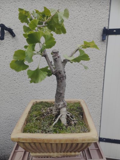 Ginkgo "Reno"