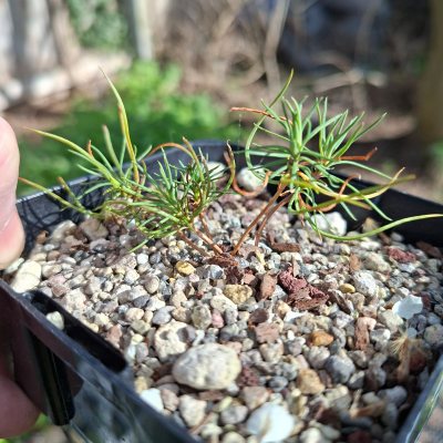 Japanese Black Pine 8