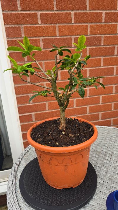 Azalea