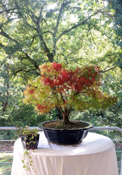 Acer palmatum 'Katsura' 018