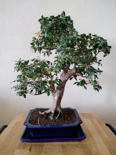 Jaboticaba