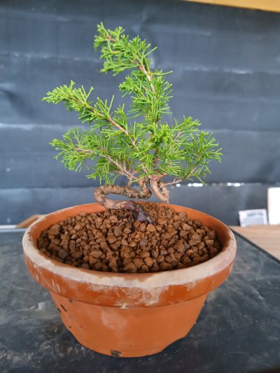 Juniperus chinensis Itoigawa 088