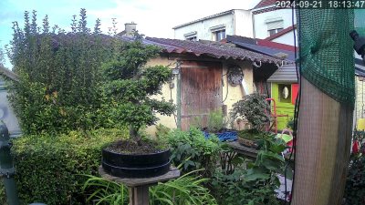 Orme de chine senior