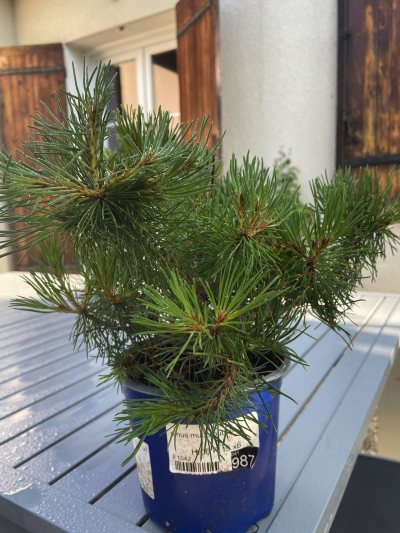 Pinus Mugo