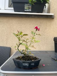 تقليم - ١٠‏/٩‏/٢٠٢٥ - Photo 1/2
