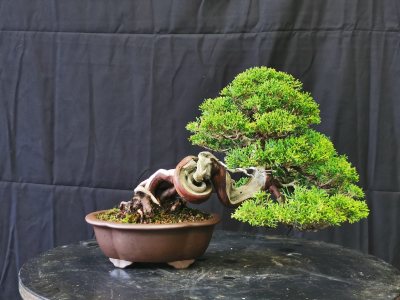 Juniperus itoigawa