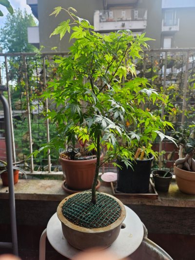ACERO PALMATO