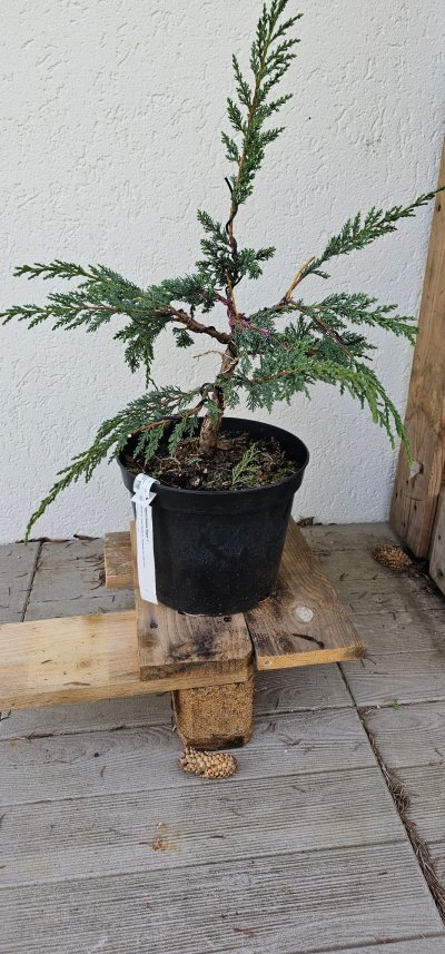Juniperus