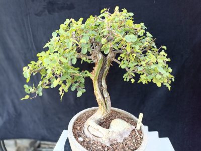 UMBURANA 01