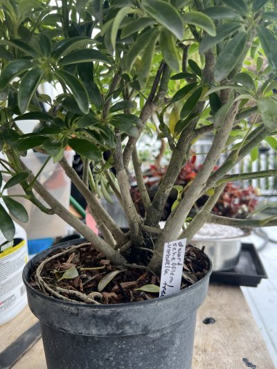 Umbrella / schefflera bonsai