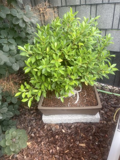 Ficus Numero Uno