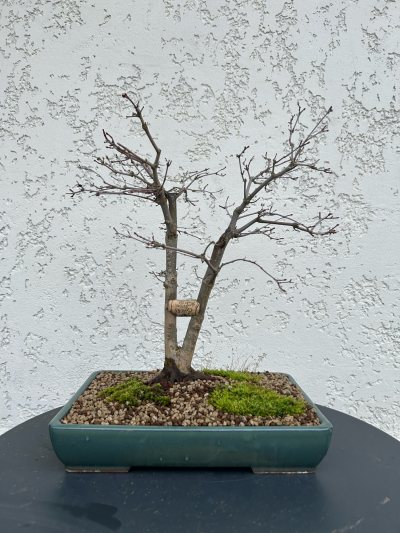 Erable palmatum deshojo