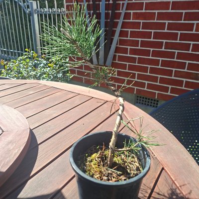 Japanese Black Pine