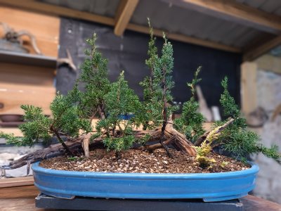 Yose-ue (Forêt) Juniperus chinensis sargentii 091