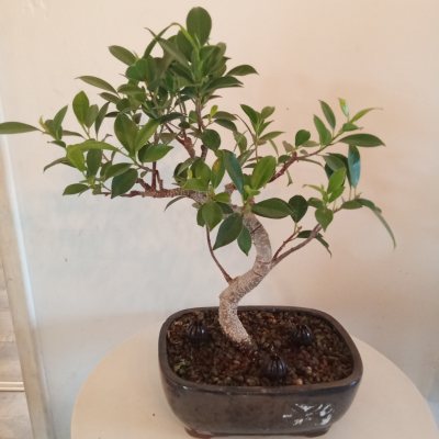 Ficus Maman