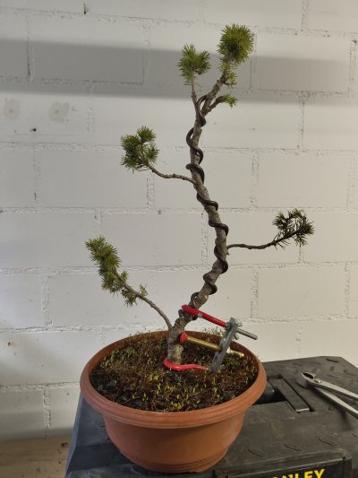 Fichten Prototyp