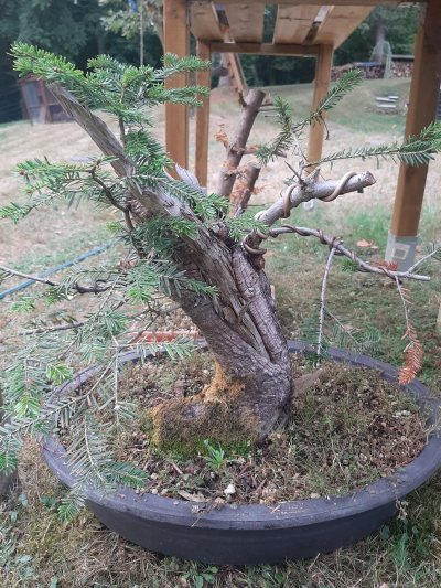 Gros sapin