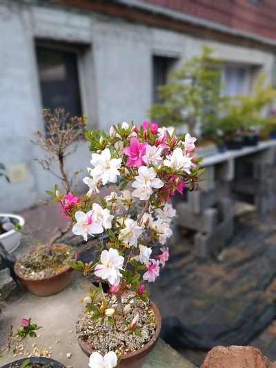 Karajishiboten
