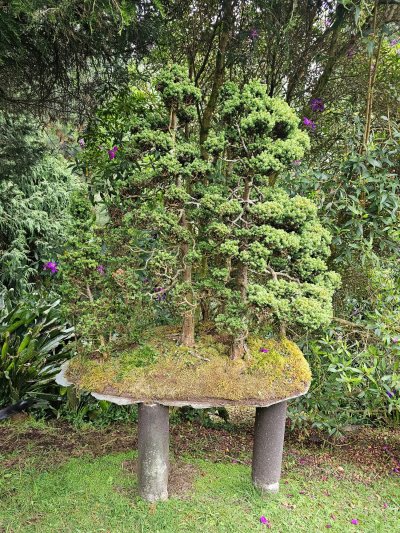 Bosque Pinos estrella bajo Siete Cueros
