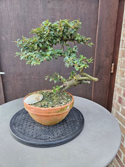 Cotoneaster yamadori