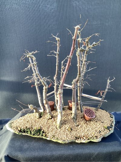 Zelcova forêt