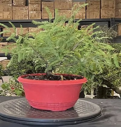 Rabbits foot acacia