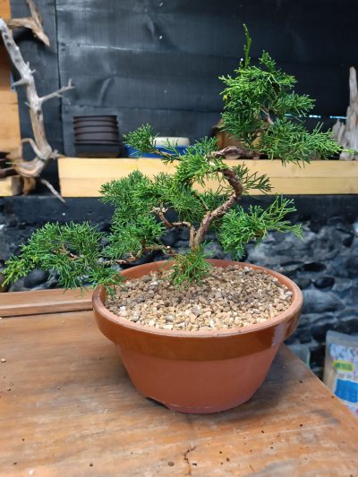 Juniperus chinensis Itoigawa 073