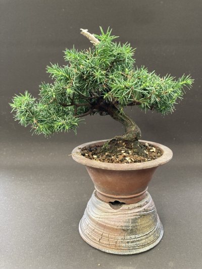 Mame genévrier rigida