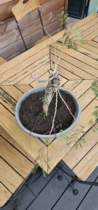 Acacia