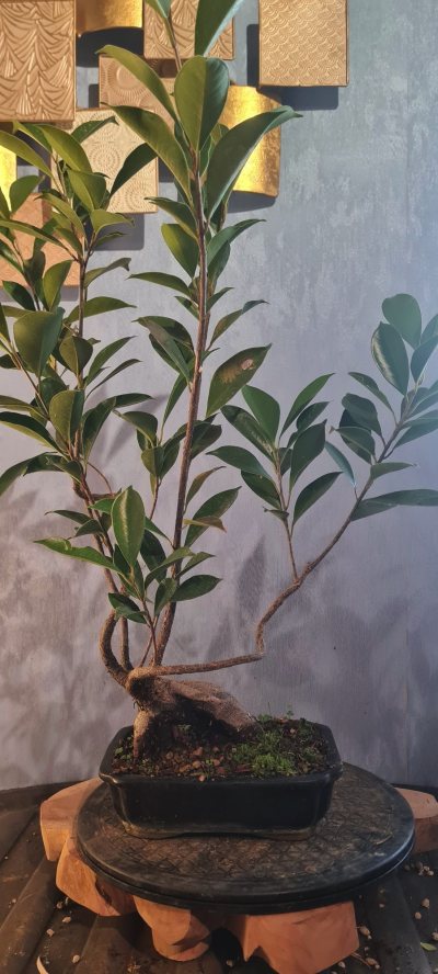 Ficus 1
